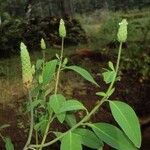 Sphenoclea zeylanica Агульны выгляд