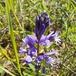 Polygala alpestris Blüte