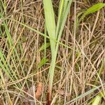 Gladiolus palustris Листок