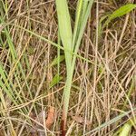 Gladiolus palustris Hoja