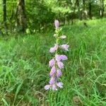 Campanula rapunculoidesFlower