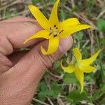 Erythronium grandiflorum Цветок