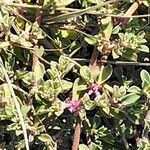 Galenia pubescens Kukka