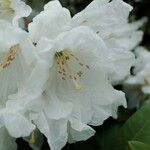 Rhododendron decorum Flor