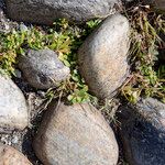 Mollugo verticillata Fula