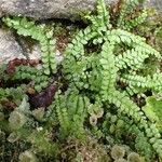 Asplenium viride Хабит