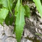 Phyteuma charmelii Leaf