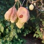 Staphylea pinnata Plod