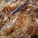 Dryopteris pentheri Sonstige
