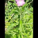 Epilobium hirsutumFlor