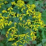 Senecio ovatus Flower