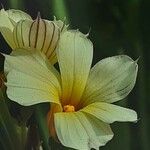 Sisyrinchium striatum Flower