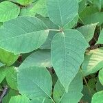 Toxicodendron rydbergii List