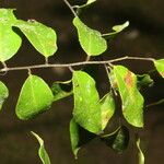 Machaerium seemannii Leaf