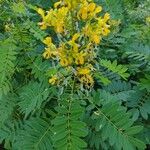 Senna marilandica फूल