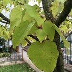 Idesia polycarpa Blatt