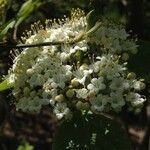 Viburnum lantana 花