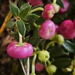 Gaultheria mucronata Fruto
