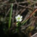 Drosera anglica Virág