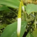 Orontium aquaticum Flower