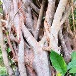 Ficus tinctoria Escorça