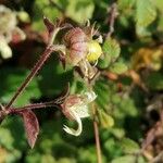 Silene baccifera Vaisius