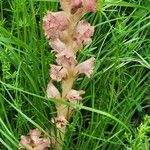 Orobanche caryophyllacea Staniste