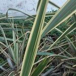 Phormium tenax Blad