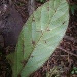 Cordia sagotii Leaf