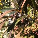 Encyclia tampensis Leaf