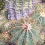 Parodia magnifica Кара