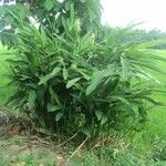 Alpinia galanga 整株植物