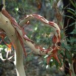 Arbutus xalapensis Cortiza