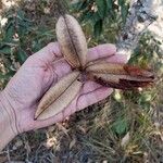 Kielmeyera coriacea Fruit