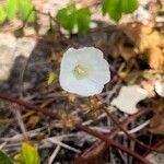 Distimake aegyptius फूल