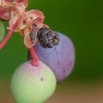 Berberis repens Froito