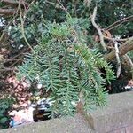 Taxus brevifoliaΦύλλο