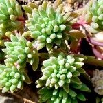 Sedum hispanicum 葉