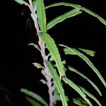 Salix eleagnos Feuille