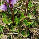 Soldanella alpina Leaf