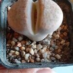 Lithops fulviceps Ліст