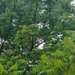 Juglans nigra Libunga