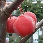 Malus baccata Плод