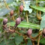 Hypericum grandifolium Kita