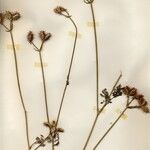 Caucalis platycarpos Libunga