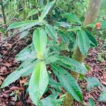 Psychotria elata Лист