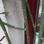 Euphorbia umbellata Escorça