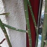 Euphorbia umbellata Кора