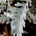 Jacobaea maritima Folha