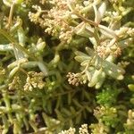 Sedum albumBlüte